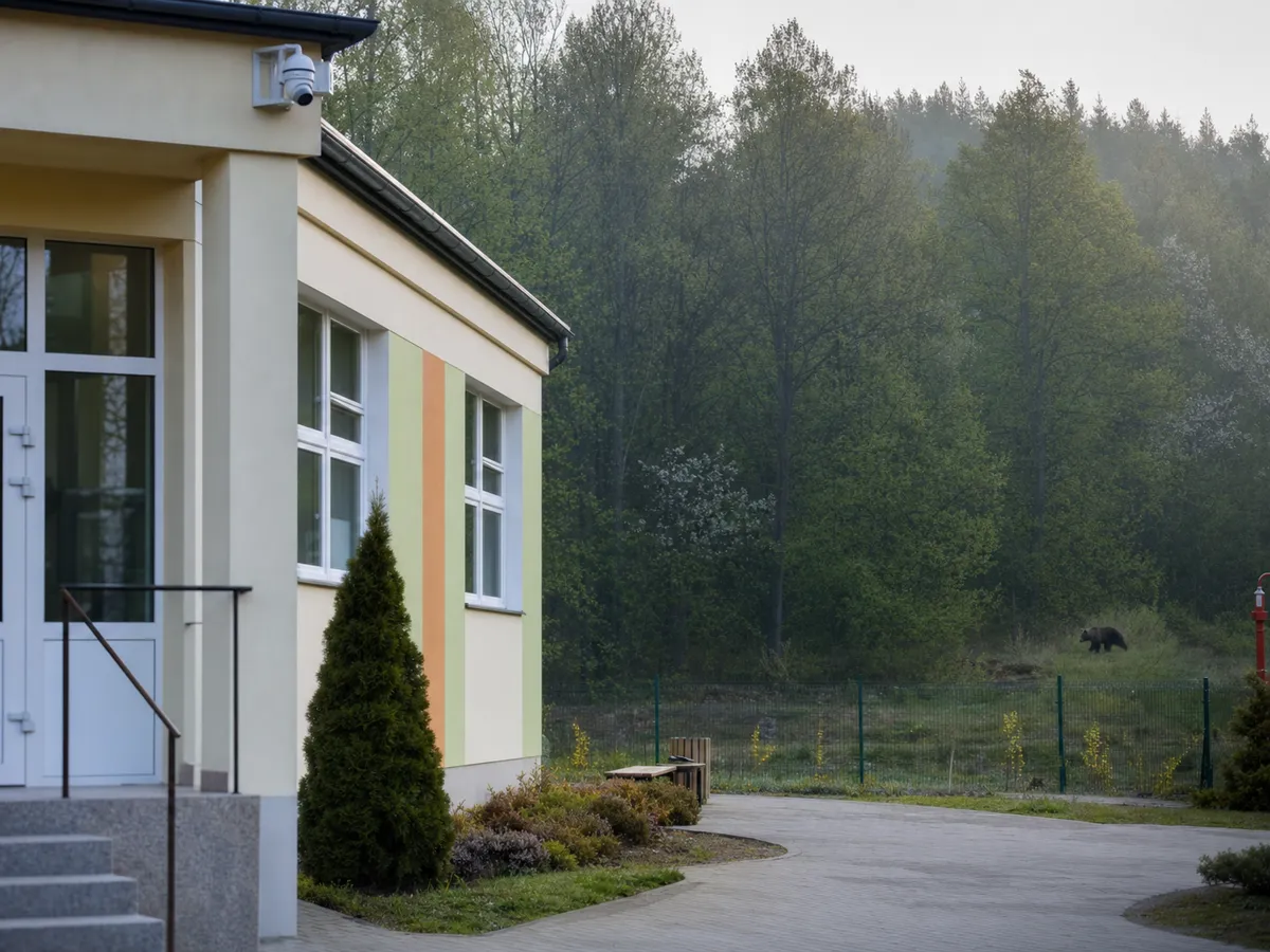 Monitoring terenu publicznego w pobliżu lasu po obserwacji niedźwiedzi